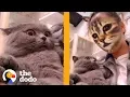 These Cats Don t Know How to React to This Cat Face Filter The Dodo The Dodo