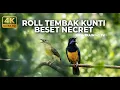 Lagu 🔴 Live Masteran Terbaik Tembakan Necret Kolibri Manggar Betina vs Cucak Cungkok Super Gacor