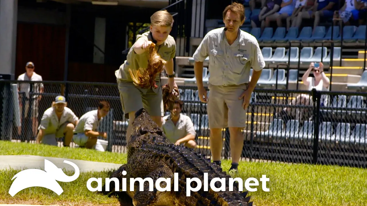 Animal Planet channel featured image