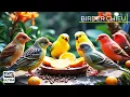 Download Lagu 🔴Birds \u0026 Squirrels Discover a Treats on the Rocks🕊️🐿️ Live 12 Hours in Ultra HD 😺