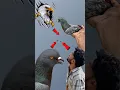 Lagu falcon attack pigeon 😱 | #falcon #pigeon #kabootar #kabootarbazi #shortsfeed #shorts