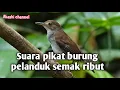 Download Lagu Suara pikat burung pelanduk semak ribut dijamin ampuh mp3