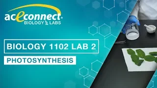 Biology 1102 Lab 2 Photosynthesis