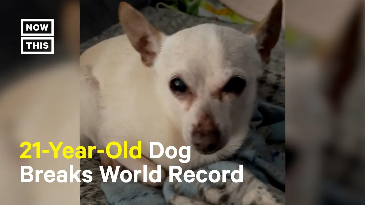 Meet the World's Oldest Dog ????????