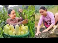 Download Lagu Mai Harvesting Green Corn to Sell at the Market - Live with Nature - Cooking | Hoàng Thị Mai
