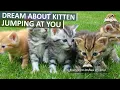 Dreams About KITTEN Jumping At You - Biblical Meaning of Kittens Cats