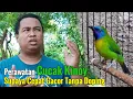 Download Lagu PERAWATAN CUCAK KINOY SUPAYA CEPAT GACOR || PERAWATAN HARIAN CUCAK KINOY SUPAYA RAJIN BUNYI