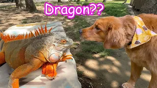 I Surprised My Dog with a Backyard ZOO!
