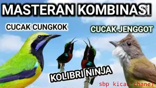 Download masteran kombinasi || cucak cungkok,kolibri ninja, cucak jenggot!!!! MP3