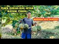 Lagu Panen durian duri hitam dikebun bos Agus Widodo 