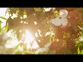 Relaxing Celtic Music for Stress Relief. Calming Music. Nature Music Therapy