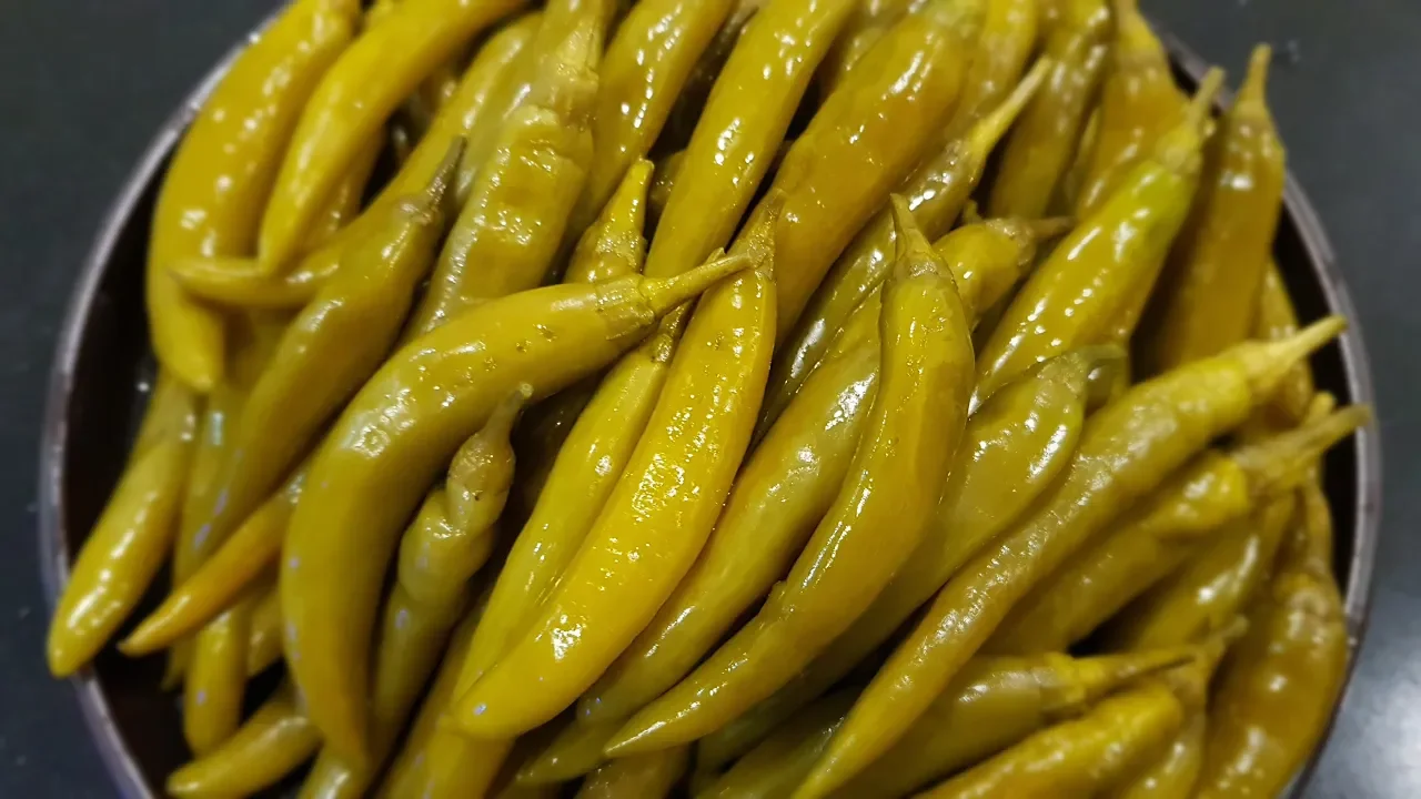 삭힌고추 고추지