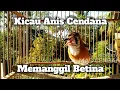 Download Lagu Suara Anis Cendana Gacor Memanggil Betina