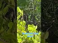 Download Lagu #lizard #exotic#green #naturelovers #reptiles