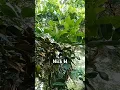 Download Lagu Mencari sumber suara burung #nature #garden #langka #burung #satisfying #birdsounds #birdslover