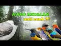 Download Lagu suara pikat burcil kombinasi kombinasi kutilang ribut audio anti zonk