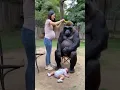 Download Lagu A woman who gave birth to gorillas. #animals #lovely #cute#gorilla
