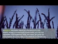 9 Easy Facts About FFXIV Gardening Explained