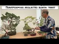 Download Lagu Transforming more Neglected Bonsai