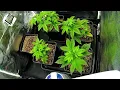 2025 - Strains