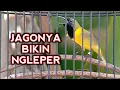 Download Lagu Suara burung sogok ontong gacor paling ampuh untuk pancingan sogon gacor agar bunyi sogon ngleper..!