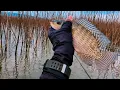 Download Lagu SPOT DENGAN IKAN BESAR BESAR