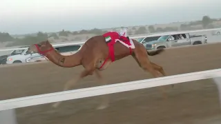 الشوط2 شوق ل عزيز بخيت سعيد فطيس المنصوري توقيت 9 20 