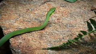 NC Wildlife Rough Green Snake