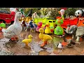 Download Lagu Wadidaw.! Dump Truk oleng warna warni angkut hewan lucu cow duck bebek angsa buaya penguins kepiting