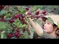Download Lagu 【花期有食】洛神花，一种酸甜好吃的“植物红宝石”【滇西小哥】