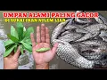 Download Lagu NATURAL BAIT FOR RIVER NILEM FISH‼️USE THIS TO GET THEIR CATCHING