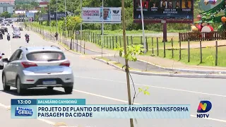 Plantio de mudas em Balneário Camboriú transforma paisagem urbana