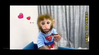 🐒🐱🐶🦆 When Monkey, Cat, Dog & Duck Become Best Friends! 😂❤️ Part 3