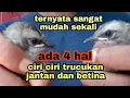 Download Lagu ciri ciri trucukan jantan dan betina anakan
