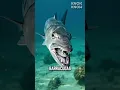 Download Lagu Viral Giant Barracuda Attacks Shark‼