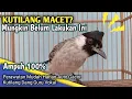 Download Lagu Perawatan Burung Kutilang Agar Cepat Gacor Bahkan Bisa Ngeropel Garuda