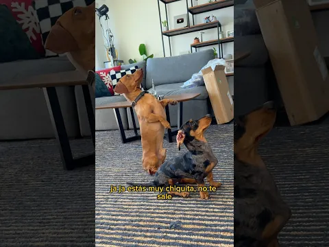 Le enseño TRUCO a mi HERMANITA 🐶👹😱 (sale mal)