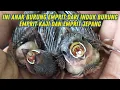 Lagu Anak Burung Emprit Kaji dan Emprit Jepang Dari Bertelur Sampai Siap Panen