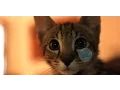 Download Lagu This video will make you cry