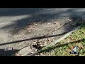 I-TEAM gets results for Jacksonville area where yard waste was piled up for over 8 weeks