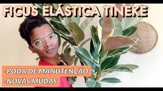 Ficus Elástica Tineke - poda de manutenção e geração de mudas por estaca!