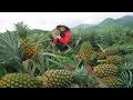 Download Lagu Harvest Giant Honey Pineapples To Sell At Market, Remove The Winged Bean \u0026 Chili Trellis| Tieu Lien