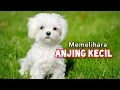 Lagu Ingin Memelihara Anjing ? 5 Jenis Anjing Kecil Ini Cocok untuk Dipelihara Loh!