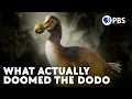 The Real Story Of The Dodo Bird s Current Extinction