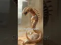 The Evolution Of Xenomorph