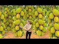 Download Lagu Amazing ! Harvesting sweet giant jackfruit - How to process and make traditional jackfruit snack