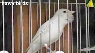 تغريد كناري نار يهيج الذكر ويسرع جهوزية الأنثي 