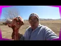 GIVE A DOG A BONE