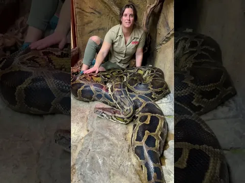 Got a beautiful giant boas 🐍