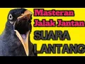 Lagu PANCINGAN JALAK BISU 99% AUTO NYAUT || terapi jalak kebo malas bunyi